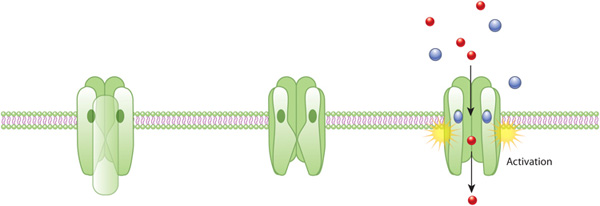 A three-part schematic shows different views of the acetylcholine receptor in a horizontal plasma membrane. The extracellular environment is above the membrane, and the intracellular environment is below the membrane. The receptor is made up of five vertical green cylindrical structures that span the plasma membrane. The cylinders are arranged in a circle, and one of the cylinders is positioned at the front. The left side of the diagram shows the channel in an inactive, closed conformation with the front cylinder in place. The inactive, closed channel is also shown in the center, but the front cylinder has been removed to show that bulges in two of the cylinders block the pore. An active, open conformation of the channel is shown at the right with two round, blue acetylcholine molecules bound to the extracellular side of the channel, and smaller red, round ions moving through the open aqueous channel from the extracellular space to the inside of the cell.