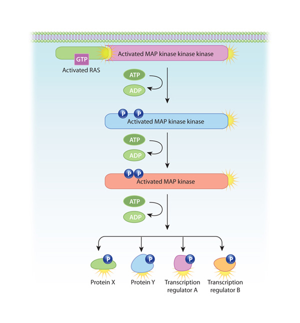 A schematic diagram shows the mitogen-activated protein (Map) kinase cascade, with arrows separating the steps. Ras and the three kinases are represented by colored rectangles. Phosphorylation events are represented by circles labeled with the letter P.