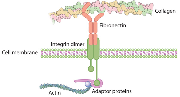 A schematic diagram shows an integrin dimer spanning a cell membrane. The integrin dimer connects the molecular components of the extracellular matrix on the extracellular side of the membrane to the cell’s actin cytoskeleton on the cytoplasmic side of the membrane.