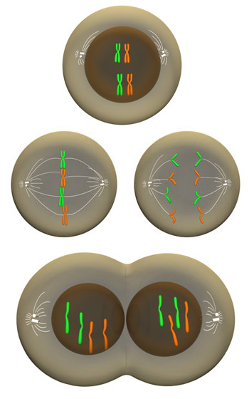 A four-part schematic diagram shows a cell and the arrangement of its chromosomes during prophase, metaphase, anaphase, and telophase.