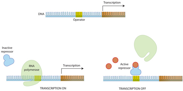 A three-part schematic shows how a repressor protein can inhibit transcription by preventing RNA polymerase from binding DNA. Part 1 shows the layout of a linear region of DNA. The operator is represented by colored shading on the DNA molecule and spans three nucleotides. The site of transcription is shaded a different color, and an arrow points from left to right above the shading to show the direction transcription proceeds. Part 2 shows the positions of an inactive repressor protein and RNA polymerase relative to a DNA molecule when transcription is occurring. Part 3 shows the positions of an active repressor protein and RNA polymerase in relation to a DNA molecule when transcription is repressed.