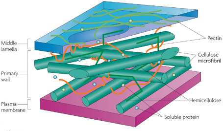 Plant Cells, Chloroplasts, Cell Walls | Learn Science at Scitable