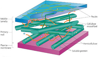 A schematic illustration shows a three-dimensional representation of a plant cell's plasma membrane and cell wall. They are shown from the side, and are cut away to reveal distinct layers. Structures inside each layer are labeled. The plasma membrane is shown on the bottom. The primary cell wall is on top of the plasma membrane, and the top-most layer is the middle lamella.