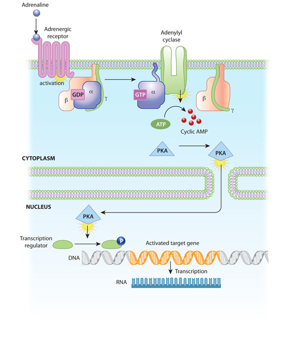 Analyses of Distances from the Plasma Membrane to Intracellular