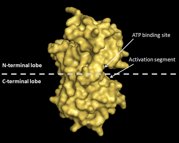 A digital model shows the atomic structure of the Aurora A kinase. The molecule looks like two irregularly-shaped, spherical globules attached by a pinched-in center. At this pinched-in region, a dashed, horizontal line bisects the model into an upper and lower half. The upper half is labeled as the N-terminal lobe, and the lower half is labeled as the C-terminal lobe. The empty space near the pinched-in region on the N-terminal lobe is labeled the ATP-binding site. The empty space near the pinched in region on the C-terminal lobe is labeled the activation segment.