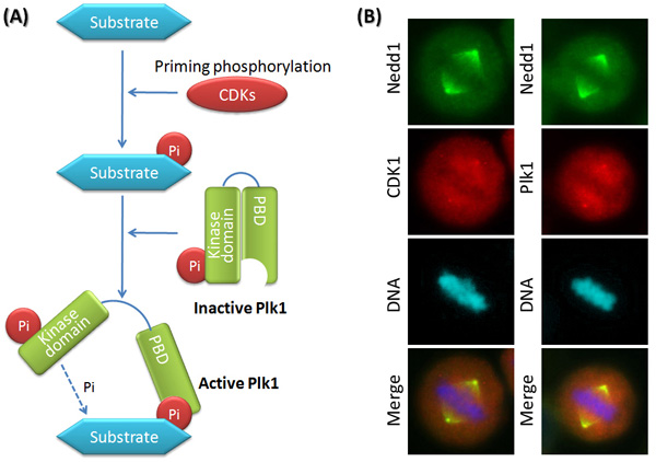 A two-part diagram shows a schematic illustration of kinases collaborating to phosphorylate a substrate (panel A) beside a photomicrograph montage (panel B) of the substrate and kinase fluorescently-stained inside a cell. In panel A, a substrate is depicted as a blue hexagon. The kinase PLK1 is depicted as two green, vertical rectangles. The left rectangle represents the kinase domain, and the right rectangle represents the PBD. It has a half-circle shaped gap carved out of one side, representing the phosphopeptide-binding domain. CDKs are depicted as a single red oval; phosphate molecules are represented by red circles labeled PI. In panel B, two columns of photomicrographs show the substrate NEDD1 and the CDK CDK 1 merging together on a region of DNA.