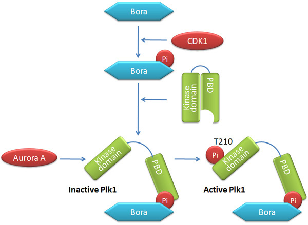 A schematic diagram shows the interaction between the cofactor Bora and the kinases CDK1, PLK1, and Aurora A during the activation of PLK 1. Bora is depicted as a blue hexagon. The kinase PLK1 is depicted as two green, vertical rectangles. The left rectangle represents the kinase domain, and the right rectangle represents the PBD. It has a half-circle shaped gap carved out of one side, representing the phosphopeptide-binding domain. CDK 1 and Aurora 1 are both depicted as red ovals; phosphate molecules are represented by red circles labeled PI.