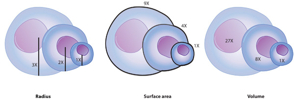 A three-part diagram uses three different-sized circular cells to show how surface area and volume change as the radius of a cell increases. When the cell radius doubles, the surface area is increased by a factor of 4, but the volume increases by a factor of 8. When the cell radius triples, the surface area increases by a factor of 9, but the volume increases by a factor of 27.