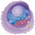 Essentials of Cell Biology