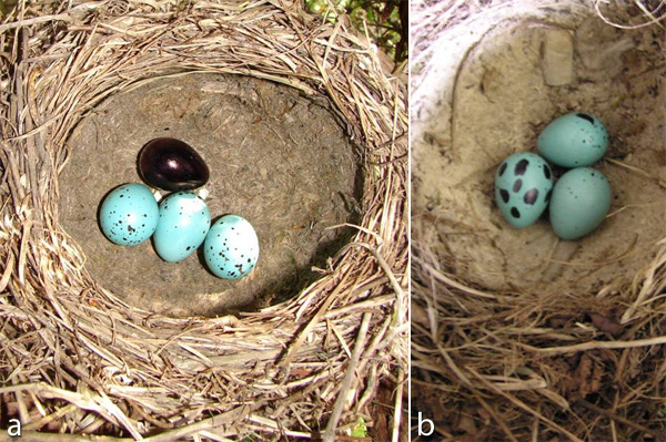 Dyeing birds' own eggs (here in the nest of the song thrush Turdus philomelos) allows for an experimental manipulation of (a) color and/or (b) maculation, without the confounds of changing size, shape, or eggshell thickness, to assess the role of visual ecology in discriminating own and foreign eggs. 