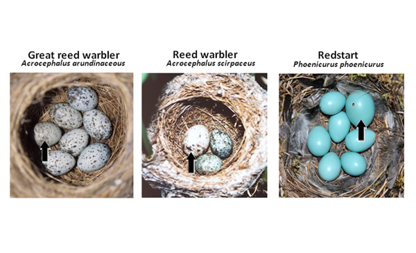 Nests with both host and parasitic common cuckoo eggs, illustrating near-perfect mimicry to the human eye. Black arrows identify cuckoo egg.