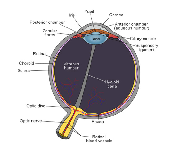Schematic diagram of the mammalian retina.