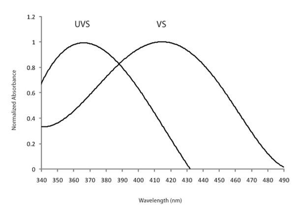 Differences in wavelength of maximum absorbance between species possessing the UVS v. the VS SWS1 opsin photoreceptor