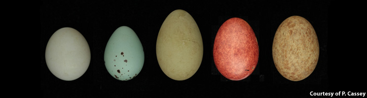 Avian Egg Coloration and Visual Ecology