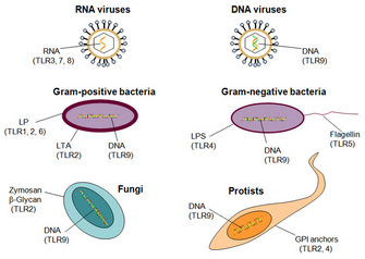 Schematic illustrations indicate the molecules in six microbial pathogens that are bound by specific toll-like receptors. The six pathogens shown are: RNA viruses, DNA viruses, Gram-positive bacteria, Gram-negative bacteria, fungi, and protists.