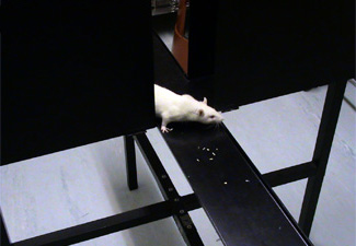 Vigilance behavior can be observed when mice are leaving closed arms (which are less exposed) and entering the open arms (which are more exposed). 