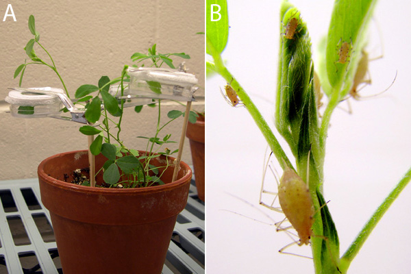 Pea aphid (<i>Acyrthosiphon pisum</i>) experiment
