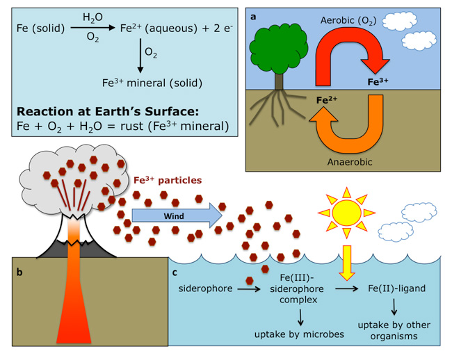 The biogeochemical cycle of iron on Earth