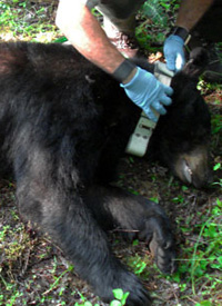 <i>Ursus americanus</i>, the black bear, being fitted with a radio telemetry collar