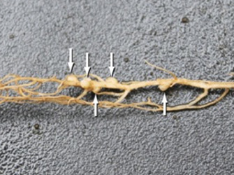 Nódulos fijadores de nitrógeno en la raíz de una planta de trébol