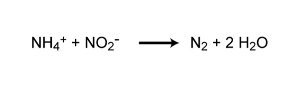 Chemical reaction of anaerobic ammonia oxidation (anammox)