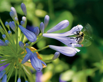 A bee pollinating a flower is a classic example of a mutualism in which each partner is positively affected by the relationship.