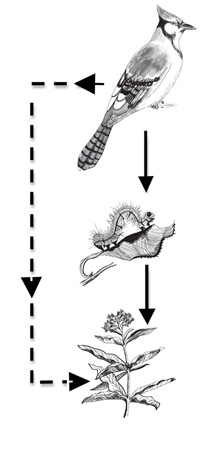 An indirect effect interaction chain, specifically a trophic cascade, in which the predator (bird) has a positive effect on the basal species (plant) via reduction in the abundance of the herbivore (caterpillar).