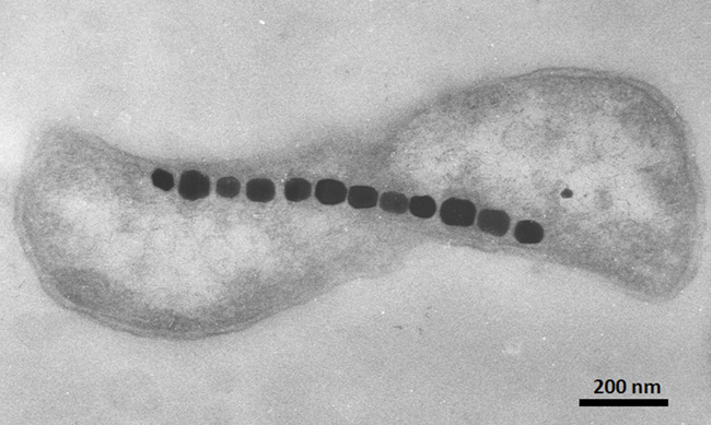 TEM image of a magnetotactic bacterium
