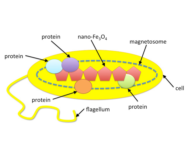 Diagram of a magnetotactic bacterium