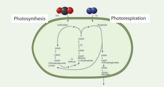 Biochemical steps in photorespiration
