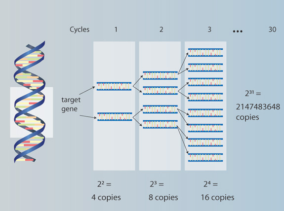 Polymerase chain reaction (PCR)