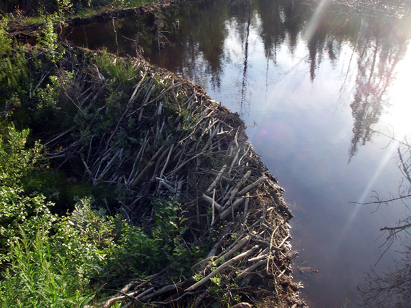 A dam built by beavers as keystone modifiers