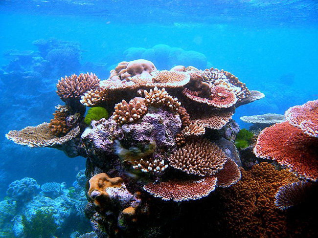 An outcrop of corals on the Great Barrier Reef, Australia