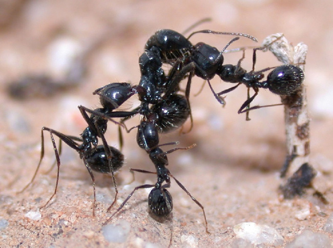 A group of black reaper ants (<i>Messor pergandei</i>) attack an intruder from a neighboring nest