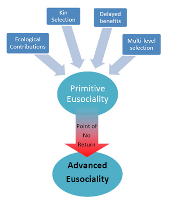 Diagram illustrating factors contributing to the evolution of primitive eusociality and that advanced eusociality is a social state that is not reversible (past the point of "no return," individual workers have lost the capacity to reproduce independently)