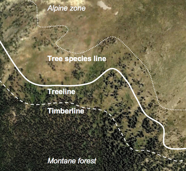 Conceptual representation of the timberline (the limit of closed tall forest), the treeline (the limit of groups of trees over 3 m high), and the tree species line (the limit of all individual trees)