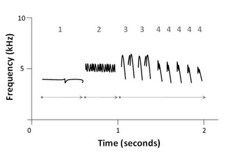 Schematic sound spectrogram of a white-crowned sparrow (<i>Zonotrichia leucophrys</i>) song
