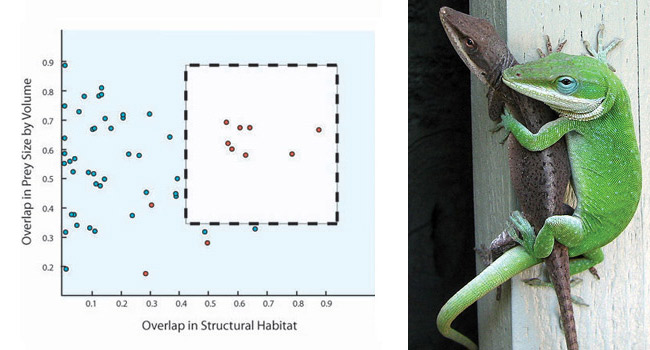 Similarity in structural habitat and prey size in pairs of individual <i>Anolis</i> lizards from the Caribbean island of Bimini