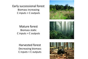 A forest system