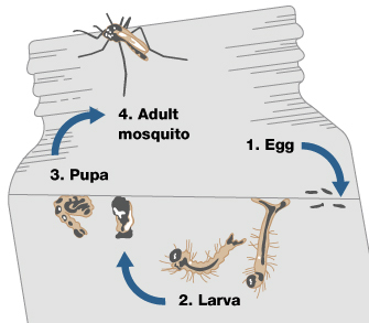 A circular life cycle diagram of arrows and illustrations is shown superimposed over an illustration of a grey bottle-shaped container. Four gray oviform mosquito eggs are shown in stage 1 of the life cycle. An arrow points from the eggs to the larval stage (stage 2). Two larvae are shown: each has an elongated oviform body. Tufts of bristles extend from the abdomen and thorax. The head is shaded dark grey. The tail end of the larva is bifurcated. An arrow points from the two larvae to the pupal stage (stage 3). Two pupae are shown: The pupae appear to be curled up and resting just below the surface of the water in the jar. An arrow points from the two pupae to the adult mosquito stage (stage 4). The adult mosquito is shown climbing out of the opening of the bottle. It has two wings covering an elongated abdomen, six legs, and an oviform head shaded dark grey.