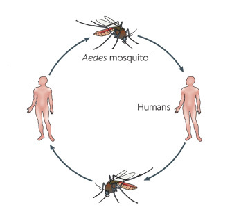 A circular diagram of arrows and illustrations shows the dengue virus transmission cycle.  A mosquito from the genus Aedes is shown at the top of the diagram. Its body is mostly black with an orange abdomen. An arrow points from the mosquito to a simplified illustration of a human body. A second arrow points from the human body to a mosquito at the bottom of the diagram. A third arrow points from the mosquito at the bottom of the diagram to a second illustration of a human body. A fourth arrow points from the second illustrated human body to the mosquito at the top of the diagram, completing the cycle.