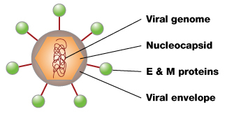 A schematic of the dengue virus shows its primary structural features. The virus is depicted as an orange hexagon encapsulated inside a light brown circle. The hexagon is the nucleocapsid and the brown circle is the viral envelope. Thin red material coiled up inside the nucleocapsid represents the viral genome. Seven red lines radiate outward from the viral envelope in a symmetrical orientation. Each line has a green sphere at the end. These protrusions are E and M proteins.