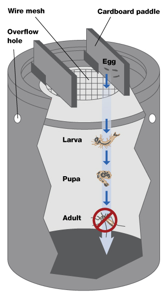 A diagram shows an ovitrap with its primary structural features labeled. The trap is a drum-shaped apparatus with two horizontal rectangular structures fixed to its top. The rectangles, labeled cardboard paddles, are oriented opposite and in parallel to one another. A hole has been cut into the top of the trap, in the space between the two paddles, and is covered with a wire mesh. Two small overflow holes have been cut into opposite sides of the drum. The length of the drum has been cut away to provide a window into the trap's interior. Eggs laid on the cardboard paddles outside the drum's interior are shown traveling through the mesh into the trap. Here, the eggs are shown hatching into larvae, developing into pupae, and maturing into adult mosquitos at the bottom of the drum. A red circle with a slash through the middle has been superimposed over the adult mosquito at the bottom of the drum. The red slash indicates adult mosquitos are unable to escape through the small gaps in the wire mesh at the top of the trap, causing their death.