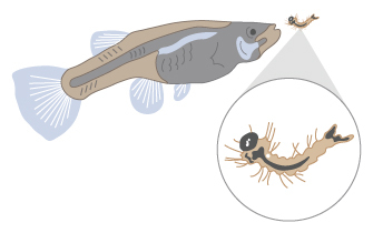 An illustration shows a fish preparing to eat a much smaller mosquito larva. The fish has a gray abdomen, head, and vertebral column with a tan body and mouth. The fins-a dorsal fin, caudal fin, pelvic fin, and anal fin-are light blue. An inset illustration shows the mosquito larva at a higher magnification. The larva has an elongated, oviform abdomen attached to a globular thorax. A black circle with a white spot represents the head; it is attached to the thorax. Several bristles of hair surround the outside of the thorax and abdomen. The tail-like region of the larva is bifurcated.