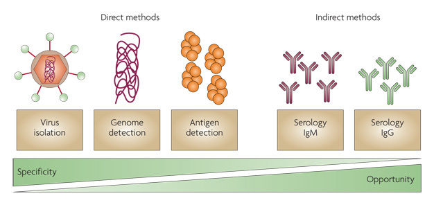 A diagram shows three direct and two indirect methods for diagnosing dengue virus infection. Each method is represented by a labeled text box and an illustration. The direct methods include virus isolation, genome detection, and antigen detection. Virus isolation is illustrated by a virus particle with the RNA genome encapsulated in an orange hexagon, which is surrounded by a brown circle. Surface viral proteins are shown as green circles attached to the virus by a red line. Genome detection is illustrated as a dark pink squiggly line that represents the RNA genome. Antigen detection is illustrated as four sets of 6 round orange circles clustered together. Indirect methods of detection include serology IgM and serology IgG. Serology IgM is illustrated by 5 dark pink Y-shaped antibodies, and serology IgG is illustrated by 5 light green Y-shaped antibodies. The text boxes and illustrations are arranged along a specificity and opportunity gradient. Specificity is highest for direct methods of detection, and opportunity is highest for indirect methods of detection. As specificity decreases, opportunity increases.