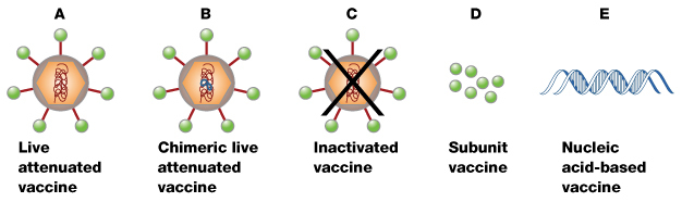 This multi-panel illustration depicts five types of dengue virus vaccines. In panel A, a live attenuated vaccine is represented as a virus with a clump of red RNA inside its nucleocapsid. In panel B, a chimeric live attenuated vaccine is represented as a virus with a clump of blue and red RNA inside its nucleocapsid. In panel C, an inactivated vaccine is represented by a black X superimposed over a virus with a clump of red RNA inside its nucleocapsid. In panel D, a subunit vaccine is represented by seven dengue proteins, depicted as seven green circles. In panel E, a nucleic acid-based vaccine is represented by a blue double-stranded, double-helical nucleic acid molecule.