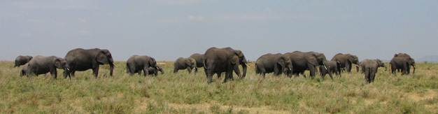 Elephant herd in the Serengeti