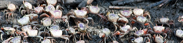 Crabs on the march