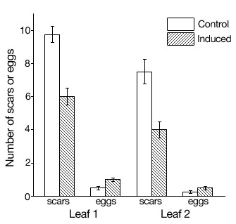 Induced plant defense lowers the quality of plant resources available to omnivorous thrips.
