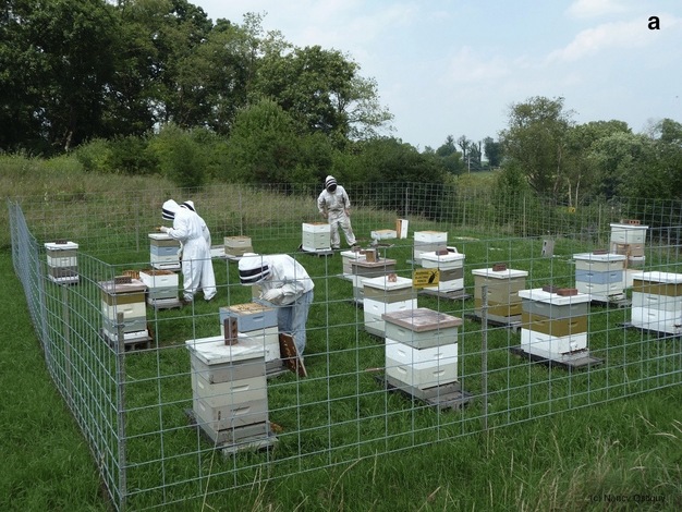 Managed honey bees.
